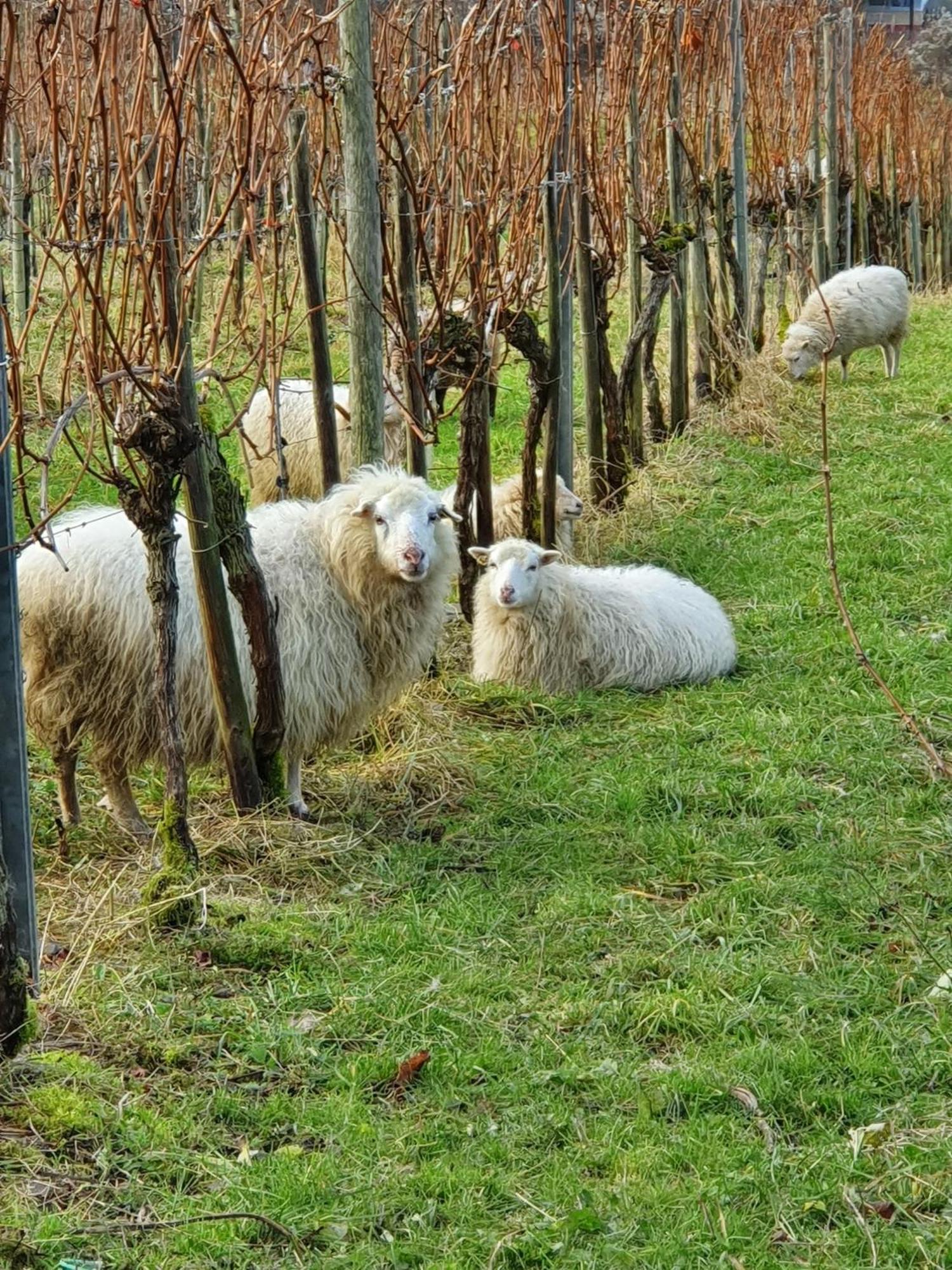 Ferienwohnung An Der Mosel, Romeo Senheim Ngoại thất bức ảnh